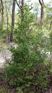 Image result for Psydrax livida