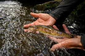 Trout Unlimited Trout Unlimited