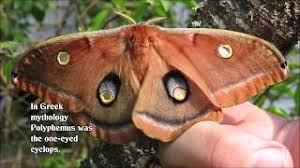 Has huge eye spots on its hind wings. Egg To Polyphemus Moth Youtube