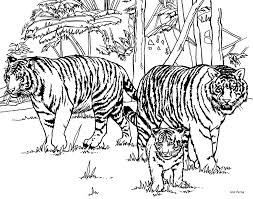 To print the coloring page: Free Tiger Coloring Pages Coloring Home