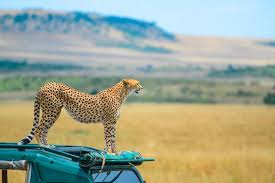 Safari