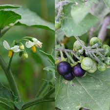 Image result for Solanum giganteum