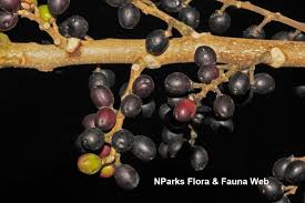 Image result for Brucea