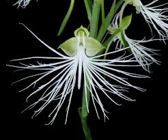 Image result for Habenaria galactantha