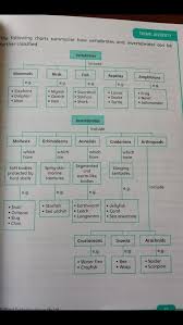 chart on vertebrates and invertebrates vertebrates