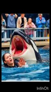 The killer Dolphin Orca and his attack on Jessica Redcliffe #10M#viral#short#clip#reel#jessica#orca - YouTube