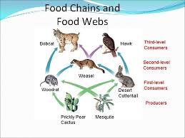 There are so many different varieties of the cactus plant; Energy Flow In An Ecosystem Chapter 23 Section
