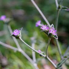 Image result for Elephantopus scaber