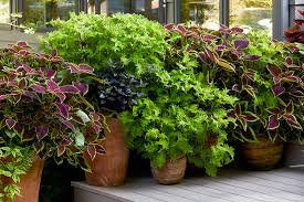 Image result for Coleus