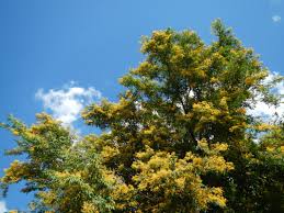 Image result for Pterocarpus