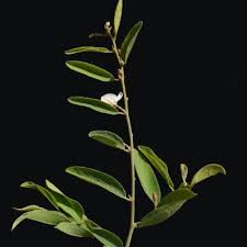 Image result for Baphia massaiensis