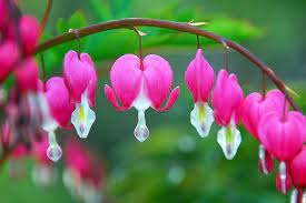 How To Grow Bleeding Hearts Gardener S Path