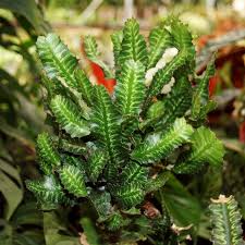Image result for Euphorbia zambesiana