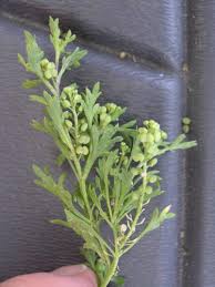 Image result for Coronopus didymus