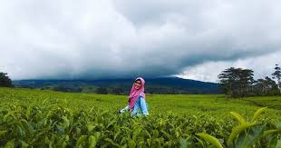 Gunung dempo mempunyai ketinggian setinggi 3,195 meter. Pernah Dengar Kota Pagar Alam Ini Rekomendasi Wisatanya