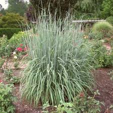 Image result for Sorghastrum