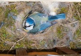 Fast alle meisenarten, wie die blaumeise oder die kohlmeise, sind höhlenbrüter und fühlen sich in nistkästen besonders wohl. Blaumeisen Mannchen Futtern Brutende Weibchen Mal Mehr Mal Weniger Wissenschaft Aktuell