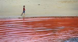 Blood-red algae hits Australian shores