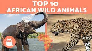 No matter which continent, grasslands support a wide variety of animal life. Animals Of Africa 10 Wild Animals From The African Savanna Youtube