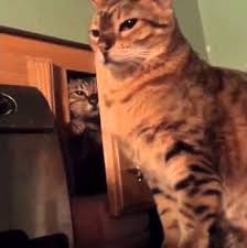 Meme Generator Sneak Attack Cat Newfa Stuff