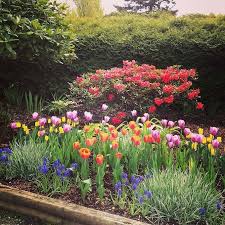 Tulip Garden Tulips Garden Flower Garden Design Flower Garden