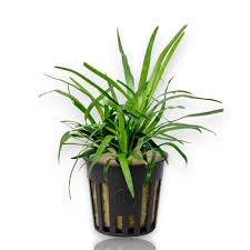 Image result for Eriocaulon schimperi