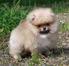 We did not find results for: Mini Pomeranian Puppies Price In India Novocom Top