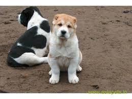 These dogs are large, assertive, dominant, athletic, very intelligent, respectful, and independent. Alabai Pups Price In Hyderabad Alabai Pups For Sale In Hyderabad