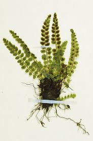 Image result for Asplenium goetzei