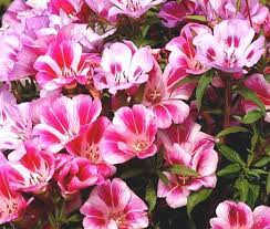 Godetia Dwarf Farewell To Spring Clarkia Amoena Seeds Annual Flowers Fall Flowers Garden Flower Seeds