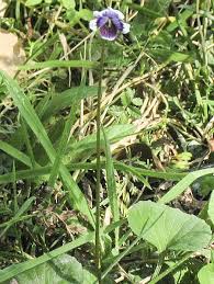 Image result for Viola eminii