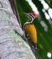 Small Black Bird With Red Neck Male Common Flameback Woodpecker A Medium Sized Golden Backed Woodpecker With Long And Solid Black Moustachial Strip Woodpecker Beautiful Birds Birds Flying