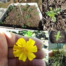 The seeds will need regular watering for them to sprout. Tagetes Erecta African Mexican Marigold Seeds Fair Dinkum Seeds