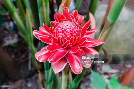 Image result for Etlingera elatior