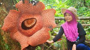 Nah, amorphophallus sendiri banyak ragamnya, seperti amorphophallus titanum atau yang sering disebut. Google Doodle Rafflesia Arnoldii Atau Padma Raksasa Yang Di Kepres Kan Soeharto Kini Terancam Halaman All Tribun Timur