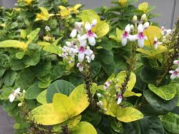 Image result for Eranthemum laxiflorum