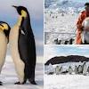 A penguin living in warm climates. 1