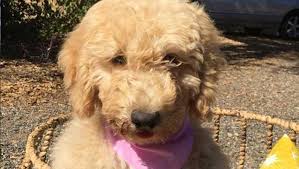 All of our puppies are reserved well in advance of birth. Red Mini Goldendoodle Puppies In Northern California And Mini Australian Labradoodles Stetson S Doodles
