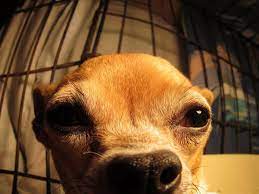 Tips From A Certified Dog Trainer To Help Stop Your Dog Barking At Night