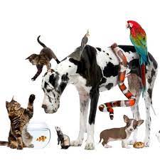 The alice springs animal shelter cares for animals who are currently homeless and/or have been abused or mistreated. Pets R Us Photos Facebook