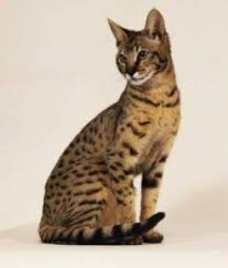 Baka Kucing Paling Mahal Di Dunia Ashera Cat Domestic Cat Cat Breeds