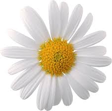 Black And White Daisy Transparent Background Flower Clipart Camomile Png Image Free Picture Flower Download Daisy Flower Buy Flowers Online Flower Download