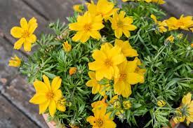 Bidens is a genus of flowering plants in the aster family, asteraceae. Bidens Plant Care And Growing Guide