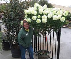 Easily mended soil requirements one of the successful keys for a healthy hydrangea is the soil. Amanda S Plant Pick Of The Week Limelight Hydrangea Tree Form Covingtons
