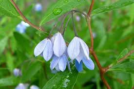 Image result for Polystachya fusiformis × lindblomii