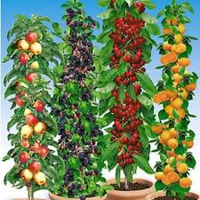 Saulen Obst Raritaten Kollektion 4 Pflanzen Small Herb Garden On The Balcony A Herb Garden Does Not Need Much Sp In 2020 Herb Garden Pots Herb Garden Design Plants