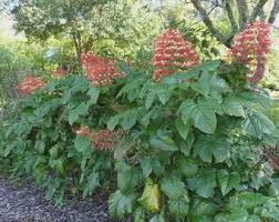 Image result for Clerodendrum pusillum