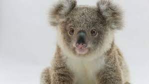 Cute Koalas Have Become Urban Refugees Koala Koala Bear Cute Animals