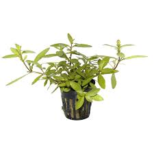 Image result for Hygrophila