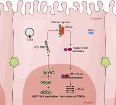 Hepatitis delta, also known as hepatitis d or hdv, is a liver infection caused by the hepatitis delta virus that results in the most severe form of viral hepatitis known to humans. Hepatitis D Virus Replication Is Sensed By Mda5 And Induces Ifn B L Responses In Hepatocytes Journal Of Hepatology